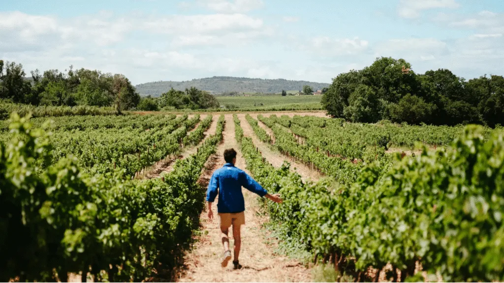 Spot en Occitanie dans les vigne de la Dourbie